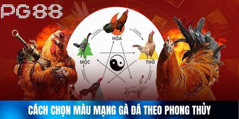 Cách chọn màu mạng gà đá theo phong thủy