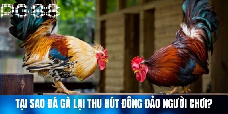 Tại sao Đá Gà lại thu hút đông đảo người chơi?